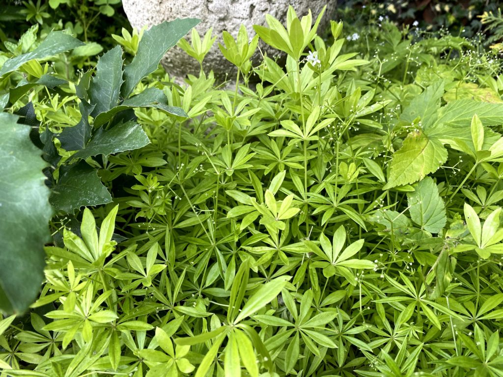 Waldmeistersirup selber machen, Waldmeister im Garten